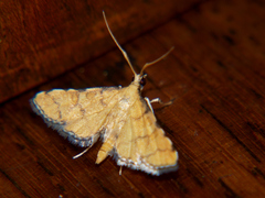 Piletocera flavalis