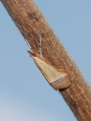 Pseudonoorda rubricostalis