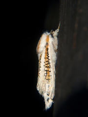 Azygophleps scalaris