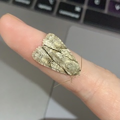 Turnerinycta phaeocosma