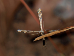 Stenoptilodes taprobanes