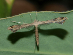 Stenoptilodes taprobanes