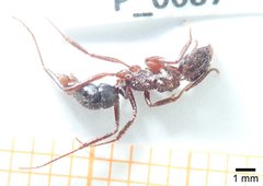 Ectatomminae