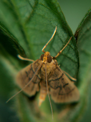 Omiodes indicata