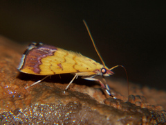 Isocentris