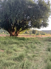 Xanthocercis zambesiaca