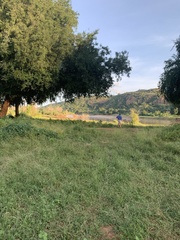 Xanthocercis zambesiaca