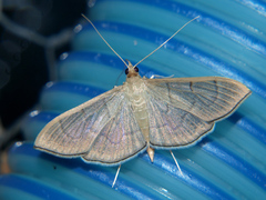 Poliobotys ablactalis