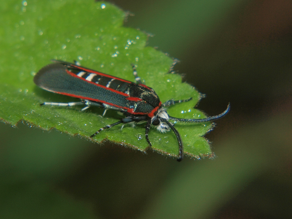 Hagnogyna sanguicosta