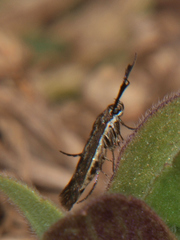 Eretmocera fuscipennis