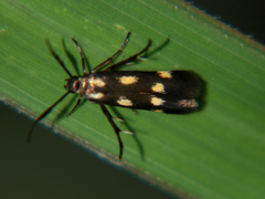 Eretmocera laetissima