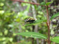 Epistomentis pictus