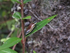 Epistomentis pictus