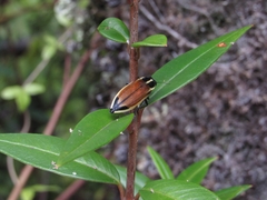 Epistomentis pictus