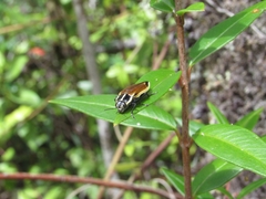 Epistomentis pictus