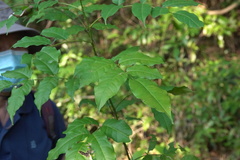 Zanthoxylum nitidum