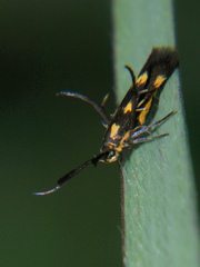 Eretmocera laetissima