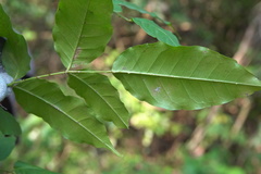 Zanthoxylum nitidum