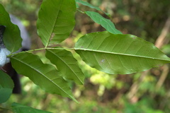 Zanthoxylum nitidum