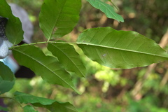 Zanthoxylum nitidum