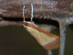 Pseudonoorda rubricostalis