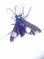 Hemipepsis speculifer