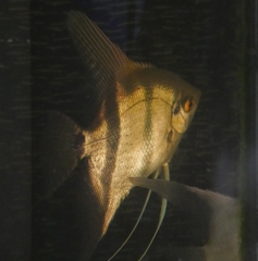 Pterophyllum scalare