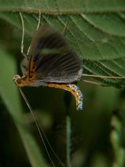 Filodes costivitralis