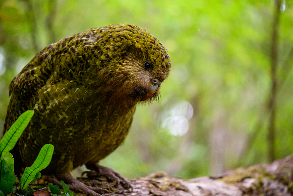 Kākāpō