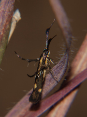 Eretmocera basistrigata