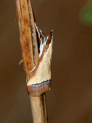 Pseudonoorda rubricostalis