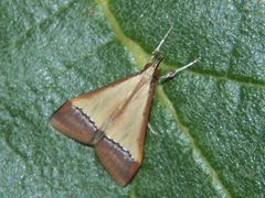 Pseudonoorda rubricostalis