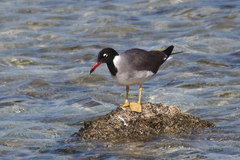 Ichthyaetus leucophthalmus