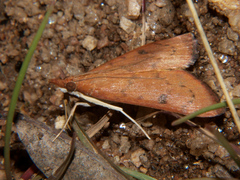 Uresiphita gilvata