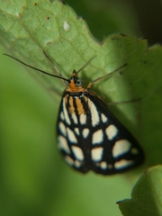 Loxostege flavinigralis