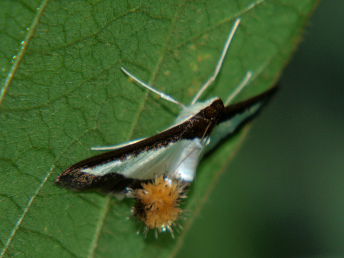 Cucumber Moth