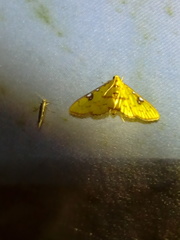 Archernis callixantha