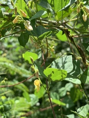 Rhynchosia minima minima