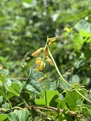 Rhynchosia minima minima