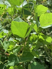 Rhynchosia minima minima