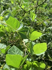 Rhynchosia minima minima