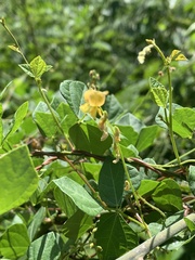 Rhynchosia minima minima