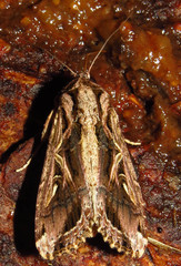 Spodoptera dolichos