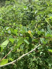 Rhynchosia minima minima