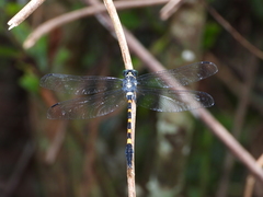 Macrogomphus quadratus