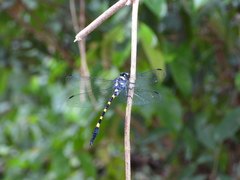 Macrogomphus quadratus