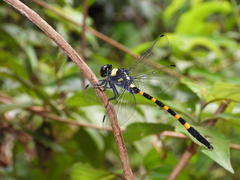 Macrogomphus quadratus