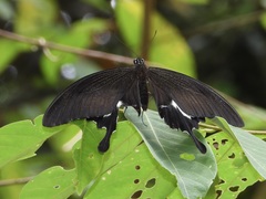 Papilio iswara