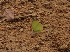 Gandaca harina distanti