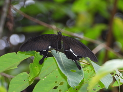 Papilio iswara